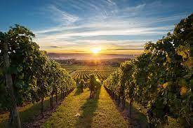 Société de nettoyage spécialisée dans le nettoyage des domaines viticoles après évènement Gironde 33